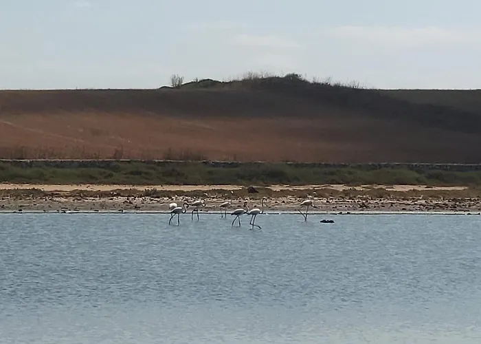 Daire L'araucaria Il Ginepro *