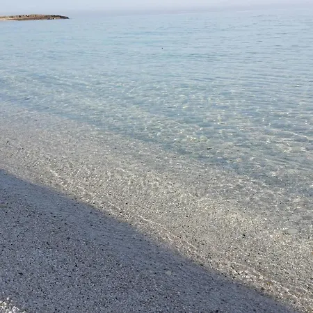 L'araucaria Il Ginepro *