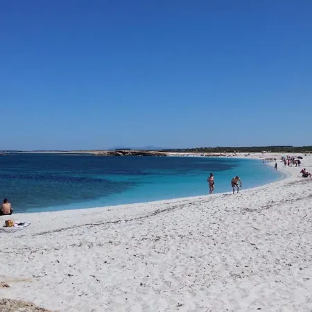 L'araucaria Il Ginepro *